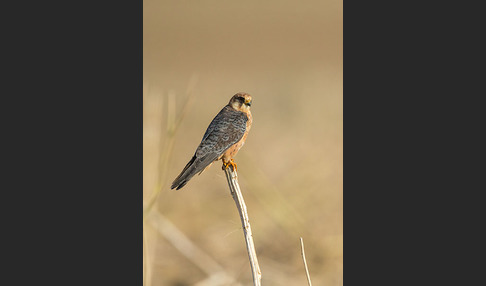 Rotfußfalke (Falco vespertinus)