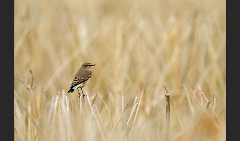 Steinschmätzer (Oenanthe oenanthe)