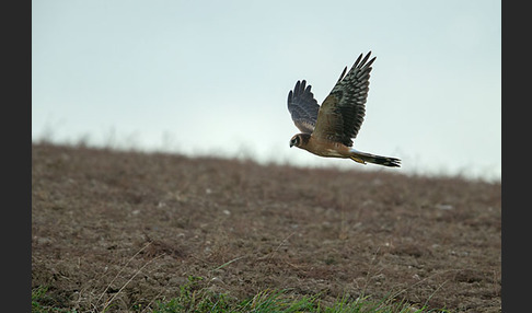 Steppenweihe (Circus macrourus)