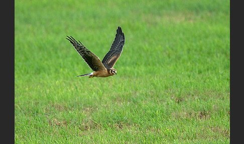 Steppenweihe (Circus macrourus)