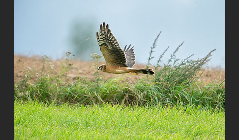 Steppenweihe (Circus macrourus)