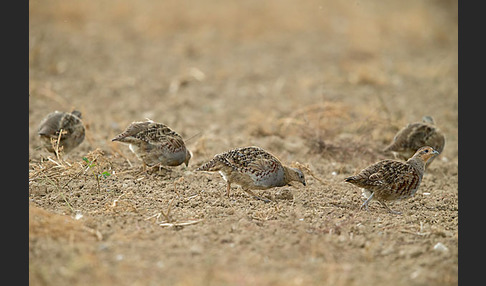 Rebhuhn (Perdix perdix)