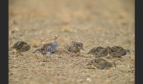 Rebhuhn (Perdix perdix)