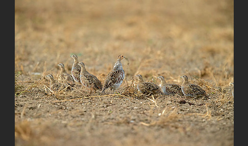 Rebhuhn (Perdix perdix)