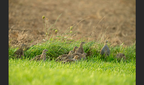 Rebhuhn (Perdix perdix)