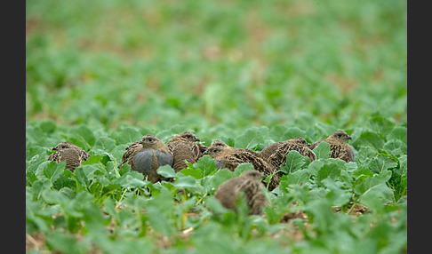 Rebhuhn (Perdix perdix)