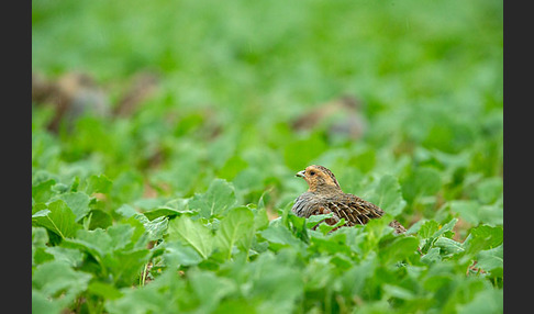 Rebhuhn (Perdix perdix)