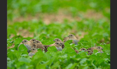 Rebhuhn (Perdix perdix)