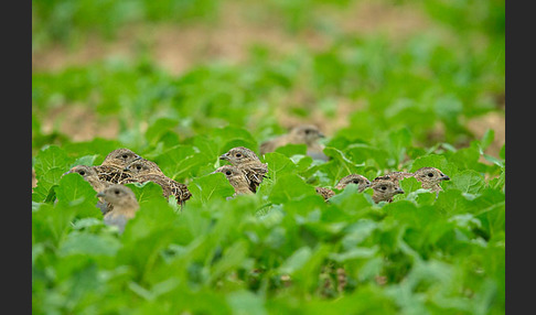 Rebhuhn (Perdix perdix)