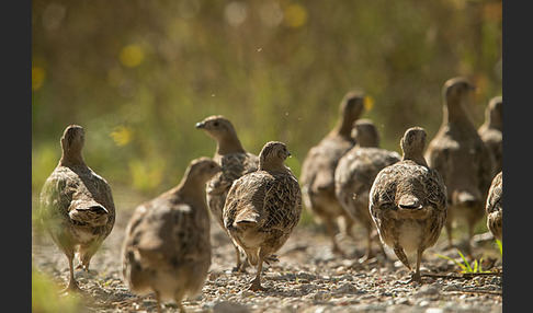 Rebhuhn (Perdix perdix)