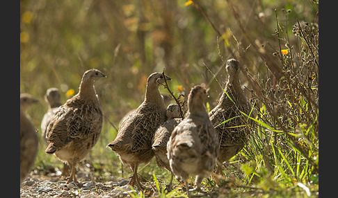 Rebhuhn (Perdix perdix)