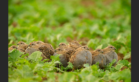 Rebhuhn (Perdix perdix)