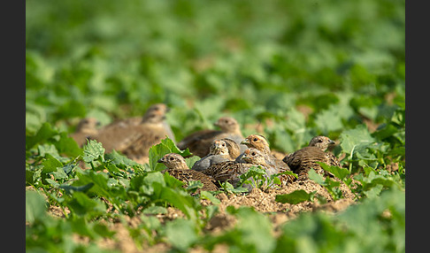 Rebhuhn (Perdix perdix)