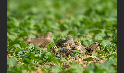 Rebhuhn (Perdix perdix)