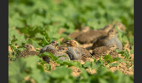 Rebhuhn (Perdix perdix)