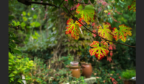 Weinrebe (Vitis vinifera sspec.)