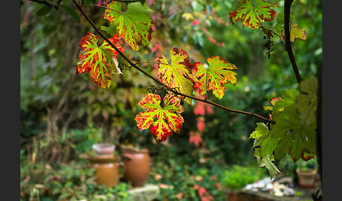 Weinrebe (Vitis vinifera sspec.)