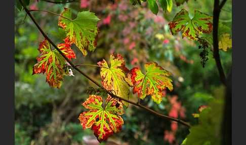 Weinrebe (Vitis vinifera sspec.)