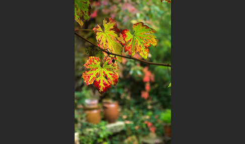 Weinrebe (Vitis vinifera sspec.)