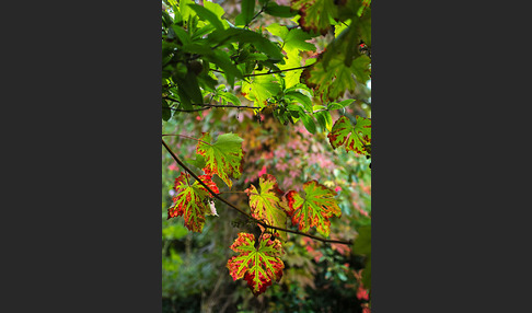 Weinrebe (Vitis vinifera sspec.)