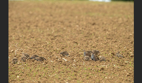 Rebhuhn (Perdix perdix)