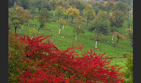 Thüringen (Thuringia)