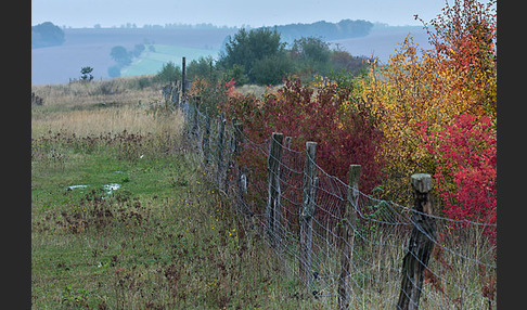 Thüringen (Thuringia)