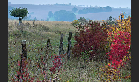 Thüringen (Thuringia)