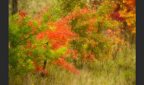 Wilder Birnbaum (Pyrus pyraster)