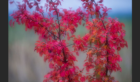 Wilder Birnbaum (Pyrus pyraster)