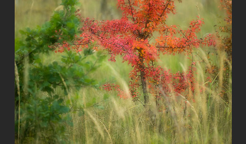 Wilder Birnbaum (Pyrus pyraster)