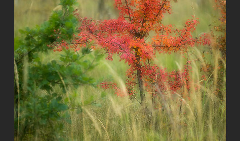 Wilder Birnbaum (Pyrus pyraster)