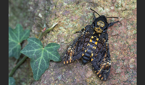 Totenkopfschwärmer (Acherontia atropos)