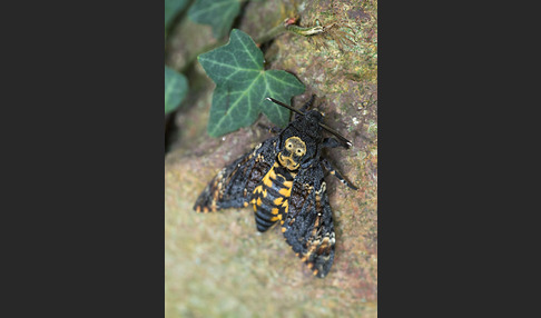 Totenkopfschwärmer (Acherontia atropos)