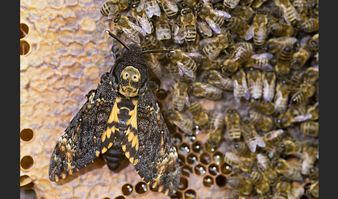 Totenkopfschwärmer (Acherontia atropos)