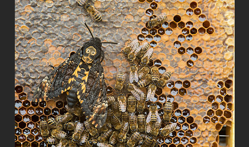 Totenkopfschwärmer (Acherontia atropos)