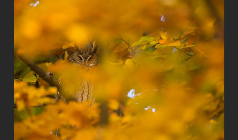 Waldohreule (Asio otus)