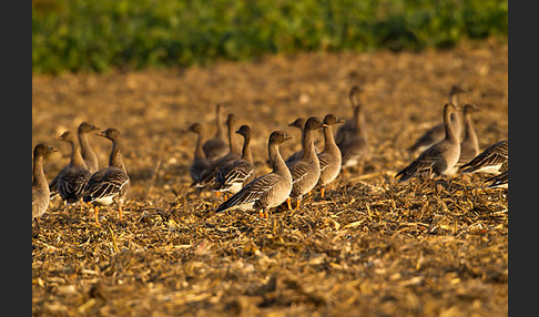 Tundrasaatgans (Anser fabalis rossicus)