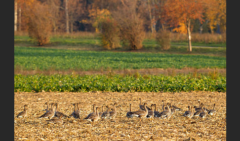 Tundrasaatgans (Anser fabalis rossicus)