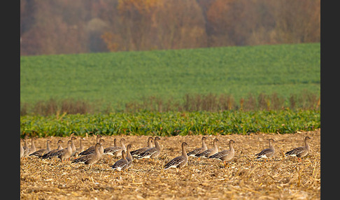 Tundrasaatgans (Anser fabalis rossicus)