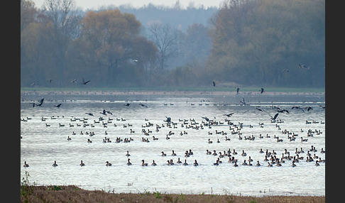 Tundrasaatgans (Anser fabalis rossicus)