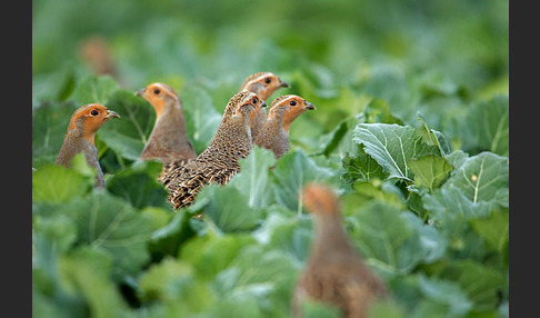 Rebhuhn (Perdix perdix)