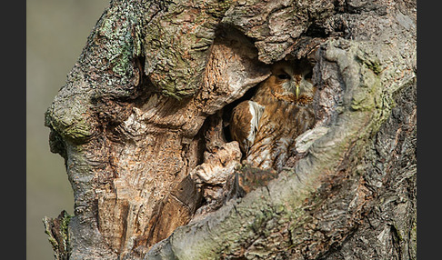 Waldkauz (Strix aluco)