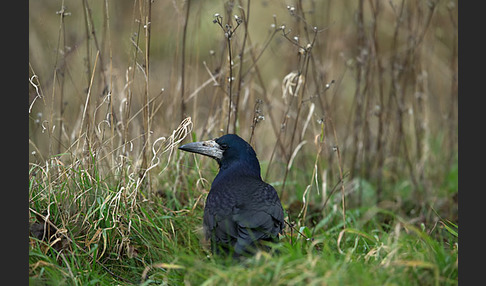 Saatkrähe (Corvus frugilegus)