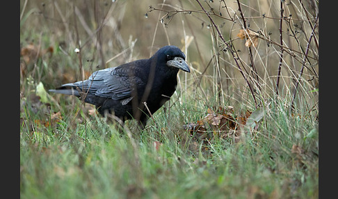 Saatkrähe (Corvus frugilegus)