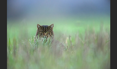 Hauskatze (Felis silvestris forma catus)