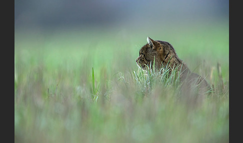 Hauskatze (Felis silvestris forma catus)