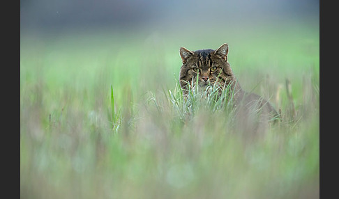 Hauskatze (Felis silvestris forma catus)