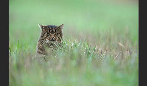 Hauskatze (Felis silvestris forma catus)