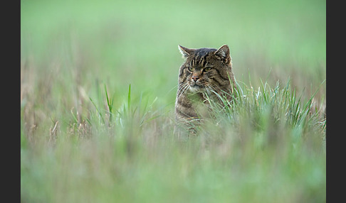 Hauskatze (Felis silvestris forma catus)